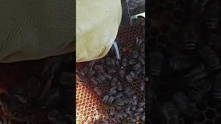 первый мед в 2024г #пчеловодство #пасека #пчёлы #bee #beekeeper #мёд #таёжныймёд #карника #бакфаст