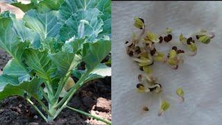 THE FASTEST WAY TO GROW COLLARD GREENS NOBODY TALKS ABOUT