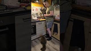 Кошка Морошка учит Егора плохому @yoll
