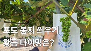 포도 봉지 씌우기, 이 타이밍 놓치면 늦는다!  안 씌우면 무슨 일이?