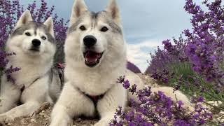 MiaNola and lavender fields