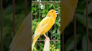 canary singing | bird sound | animal sounds #shorts #birds #animals