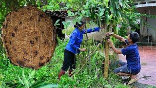 Flood day meal, Catching a giant beehive on a treetop after typhoon Yagi