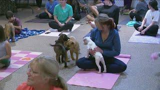 Lucas County Pit Crew hosts puppy yoga