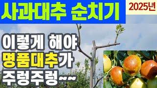 사과대추나무 순치기 - 이렇게 해야 대추가 주렁주렁 열립니다. #1년생, 2년생, 7년생 사과대추나무. 사과대추나무 순막기