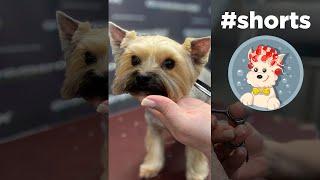 Yorkshire Terrier Grooming