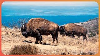 Catalina Island's Stunning Wildlife [4K Documentary]