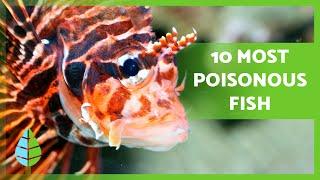 Top 10 Most Poisonous FISH in the WORLD ️ Never Touch Them! 