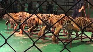 Amazing Sriracha Tiger zoo Pattaya Tour with Mariners Forex