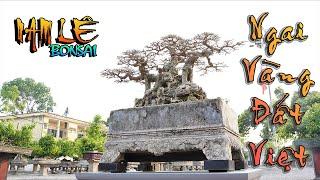 NGAI VÀNG ĐẤT VIỆT và sự trở lại của Nam Lê | NamLe Bonsai | Video 4K