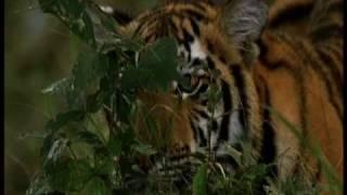 The Truth About Tigers - Part 1 - a film by Shekar Dattatri