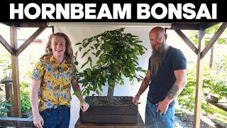 Pruning a Large Hornbeam Bonsai