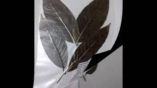 Laminated Herbarium Leaves Gallery 1