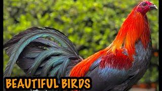 Jerry Lawrence JLB FARM TEXAS ~ BEAUTIFUL BIRDS ~ Farm Visut