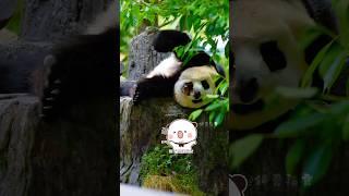 5.24“当福宝做了一个梦”#大熊猫 #大熊猫福宝 #panda #푸바오