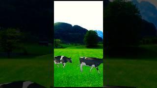 Free Stock Video Green Field With Cows #stock #stockvideo #switzerland #portfolio