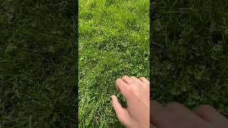 How To Touch Grass For The First Time