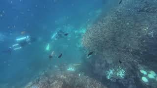 Scuba diving with Black Tip Reef Sharks and Cool School of Fish in  Ko Bida Nok Island Thailand