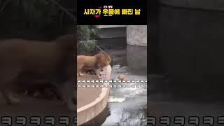 사자가 우물에 빠진 날