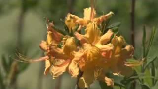 Native Azaleas - MSU Extension Service