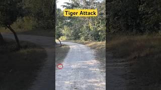 Tiger Attack  Jim Corbett National Park #shorts #jimcorbett #tiger