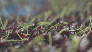 Customer Story - Quality Fruit Growers - Integrated Cherry Solution