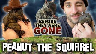 Peanut The Squirrel | Harambe For A New Generation | Before They Were Gone