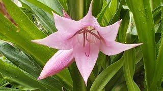 Crinum JC Harvey