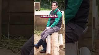 后年可怎么办啊，睿宝辉宝也要被送走了，真担心宋爷爷崩溃……#睿宝辉宝 #大熊猫睿宝 #大熊猫辉宝