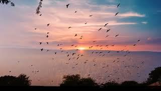 HD Birds Flying Video/Background | No Text | No Sound @OneMinuteVideo