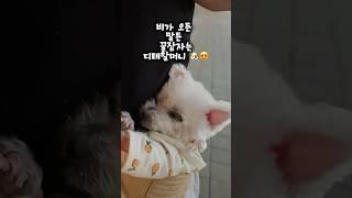 16살치매노견을 향한 아빠의사랑