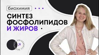 Биохимия | Синтез жиров и фосфолипидов