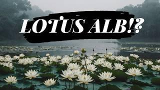 Tehnici de ingrijire holistica -Lotus Alb-