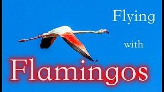 Flying With the Flamingos (4K)