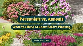 Perennials vs  Annuals: What You Need to Know Before Planting 