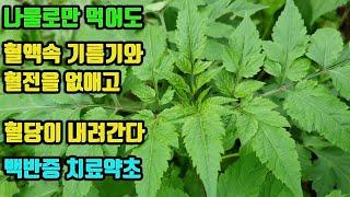 도깨비바늘-백반증을 치료하고 아토피 등 피부병에 특효-혈액 속 기름기, 피떡을 제거해 피를 맑게 하고, 혈액 순환의 촉진 및 혈압을 낮추며, 맥이 약한 팔다리에 힘이 생긴다