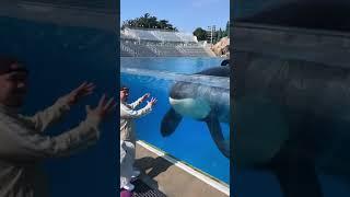 Killer whale up close tour with Keet - Seaworld San Diego