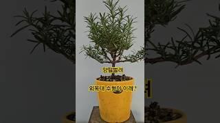 로즈마리 외목대 수형 교정하는 팁~!