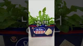 비오는날 냉이전