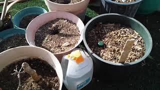 Potted Plants and Blumat Watering Spikes in my Desert Garden