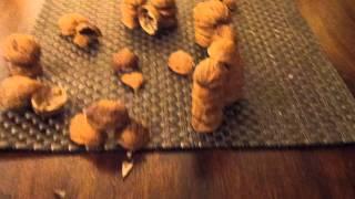 Walnut Henge