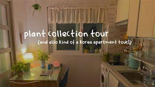 plant collection tour/korea apartment tour