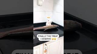 little kitten impatiently waiting for fish #viral #viral #cat #cuteanimal #cute #kitten#funny#funny