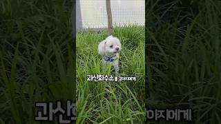 강아지가 먹어선 안되는 음식을 먹었다면??  #설채현 #하루또이틀 #강아지 #cute #dogshorts