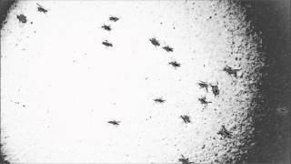 Rose Pest Solutions Ants