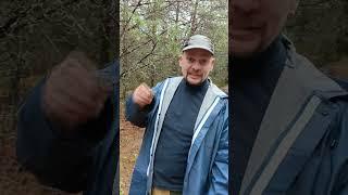 Опасная встреча с медведем. Важно шуметь и использовать свисток. Как найти медвежью тропу?