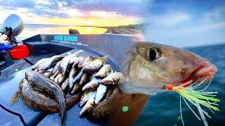 Whiting Fishing | Bag Out Session!