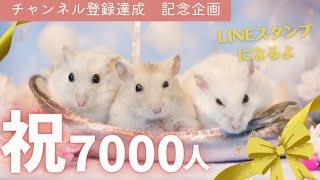 【チャンネル登録7000人突破企画】はむチラのハムスターがLINEスタンプになる！～ジャンガリアンハムスター