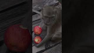 Monkeys are not good 