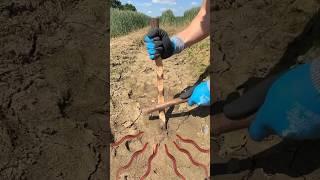 How To Summon A Worm With A Stick